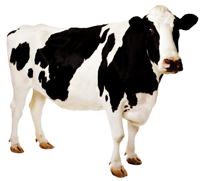 Cow - Baby Cow, Transparent background PNG HD thumbnail