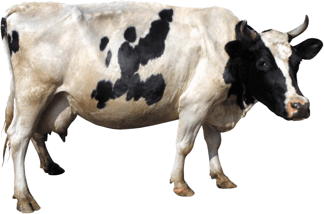 Cow Png Image Png Image - Baby Cow, Transparent background PNG HD thumbnail