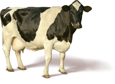 Cow Png Image Png Image - Baby Cow, Transparent background PNG HD thumbnail