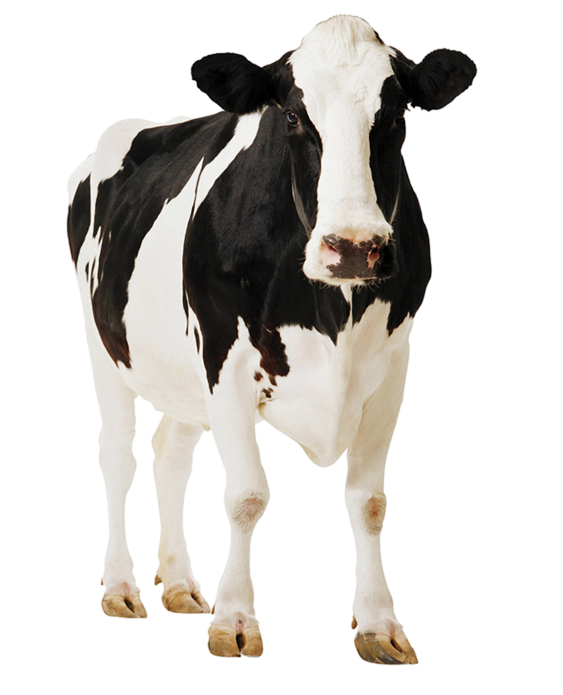Cow Png Transparent Image - Baby Cow, Transparent background PNG HD thumbnail
