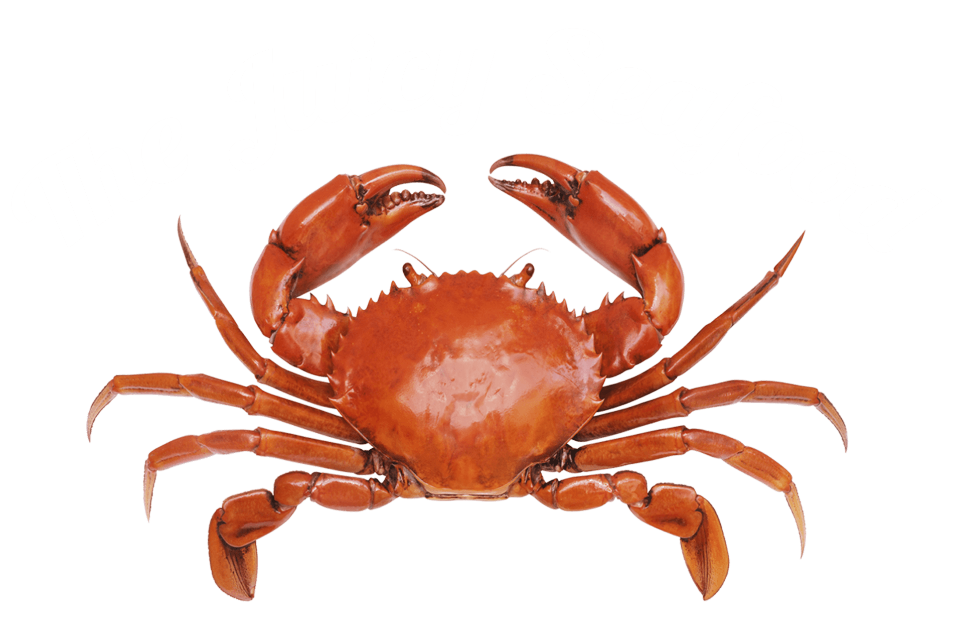 Local Seafood Restaurant Savannah, Ga - Baby Crab, Transparent background PNG HD thumbnail