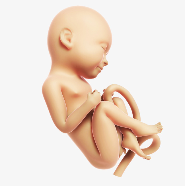 A Sleeping Baby, Cord Blood, Baby, Fetus Png Image And Clipart - Baby In Womb, Transparent background PNG HD thumbnail