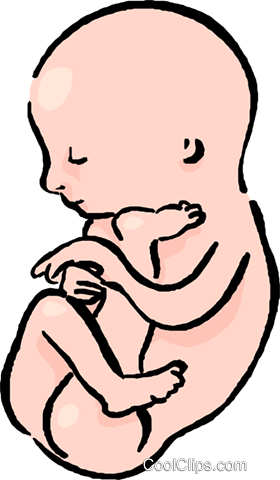 Baby In The Womb Royalty Free Vector Clip Art Illustration Vc017596 - Baby In Womb, Transparent background PNG HD thumbnail