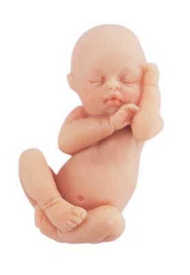 Baby Innocence, Fetal Models, 11 14 Week Models - Baby In Womb, Transparent background PNG HD thumbnail