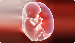 Complete Side View Of A Fetus In The Eighteenth Week - Baby In Womb, Transparent background PNG HD thumbnail