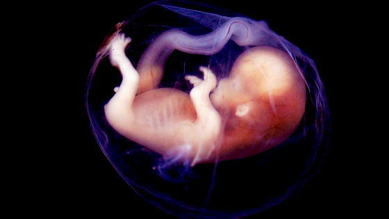 For Reasons Theyu0027Re Still Trying To Figure Out, Scientist Wizards Have Observed A Soon Baby Yawning. - Baby In Womb, Transparent background PNG HD thumbnail