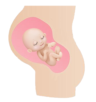 Moving Around In The Womb Is Learningu2014Hereu0027S How. - Baby In Womb, Transparent background PNG HD thumbnail