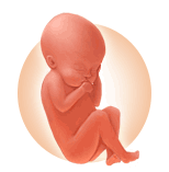 Pregnancy Changes In Sixth Month : - Baby In Womb, Transparent background PNG HD thumbnail