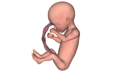 Vimedix Ob/gyn - Baby In Womb, Transparent background PNG HD thumbnail