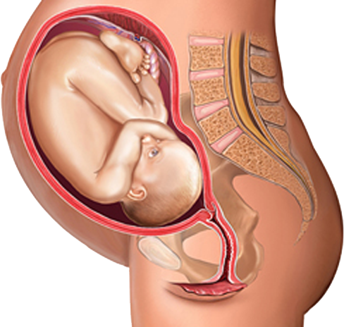 You Can Now Probably Distinguish The Babyu0027S Knee Or Foot And Elbow, Even Though The Movements Are Smaller. You May Also Notice Small Bumps That Appear To Be Hdpng.com  - Baby In Womb, Transparent background PNG HD thumbnail