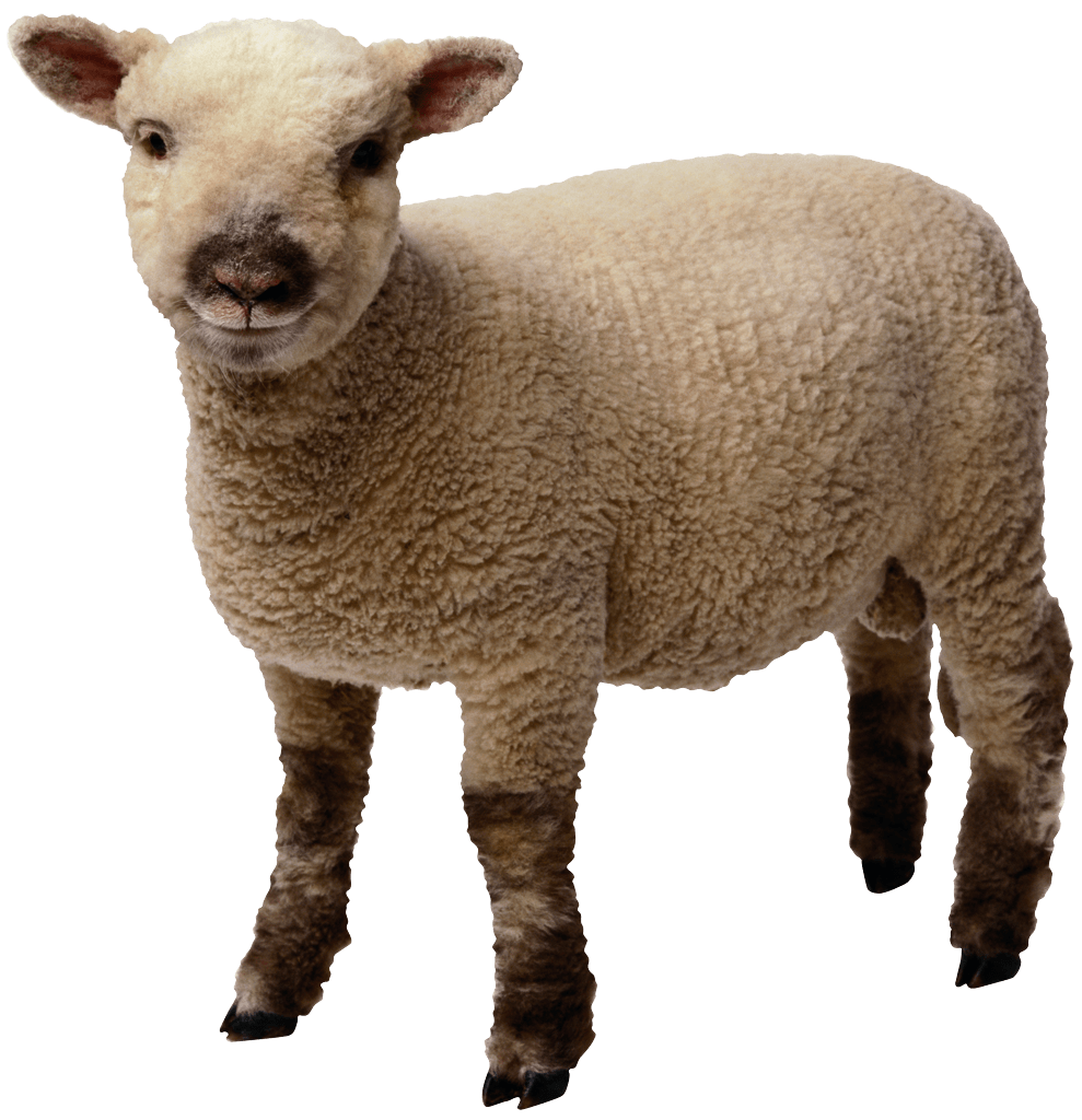 Baby Sheep Standing - Baby Lamb, Transparent background PNG HD thumbnail