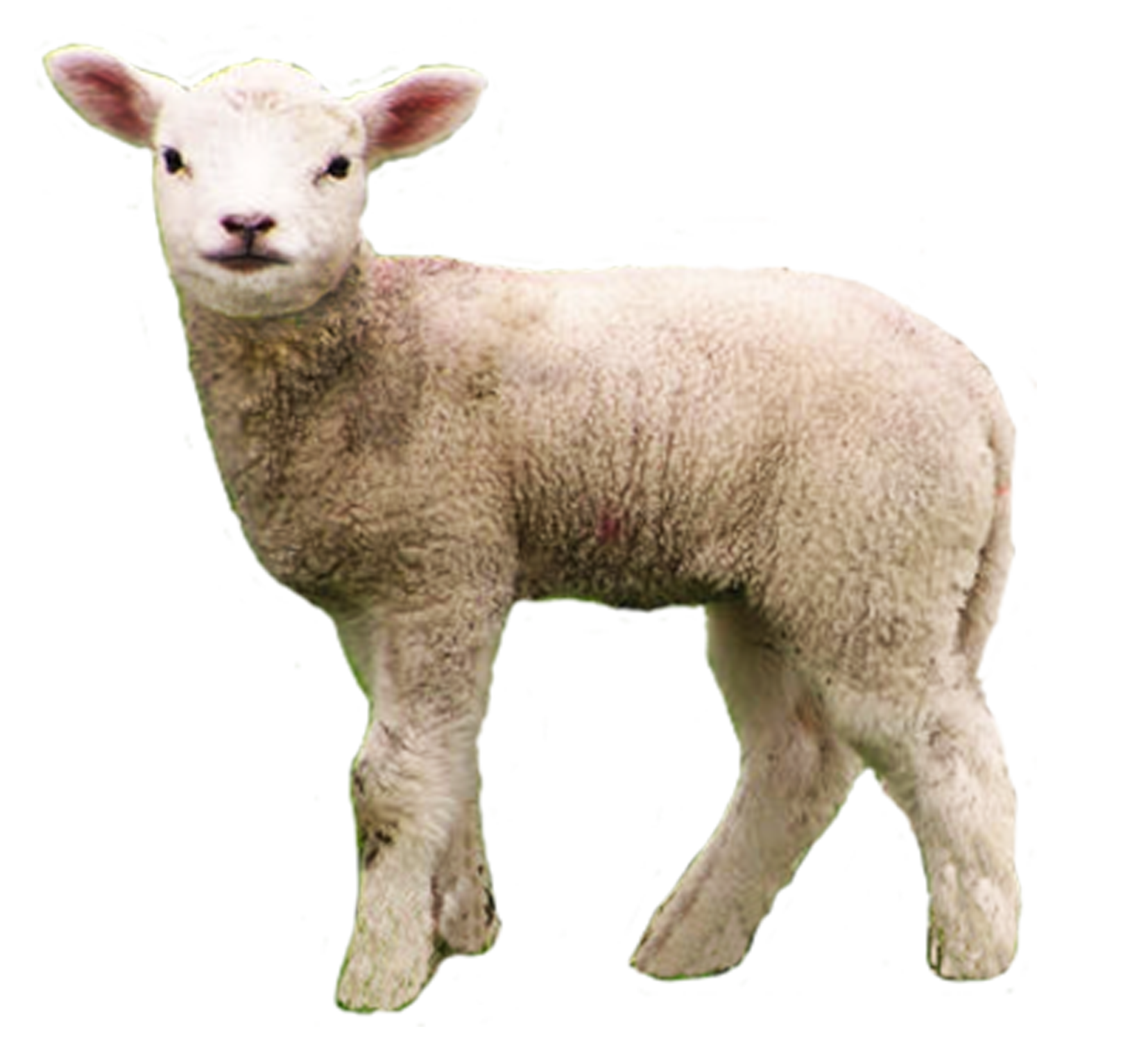 Big Gain Offers 2 Different Options For Lambs From Birth To 40 Days Of Age (Approximetly 10 40 Pounds). - Baby Lamb, Transparent background PNG HD thumbnail