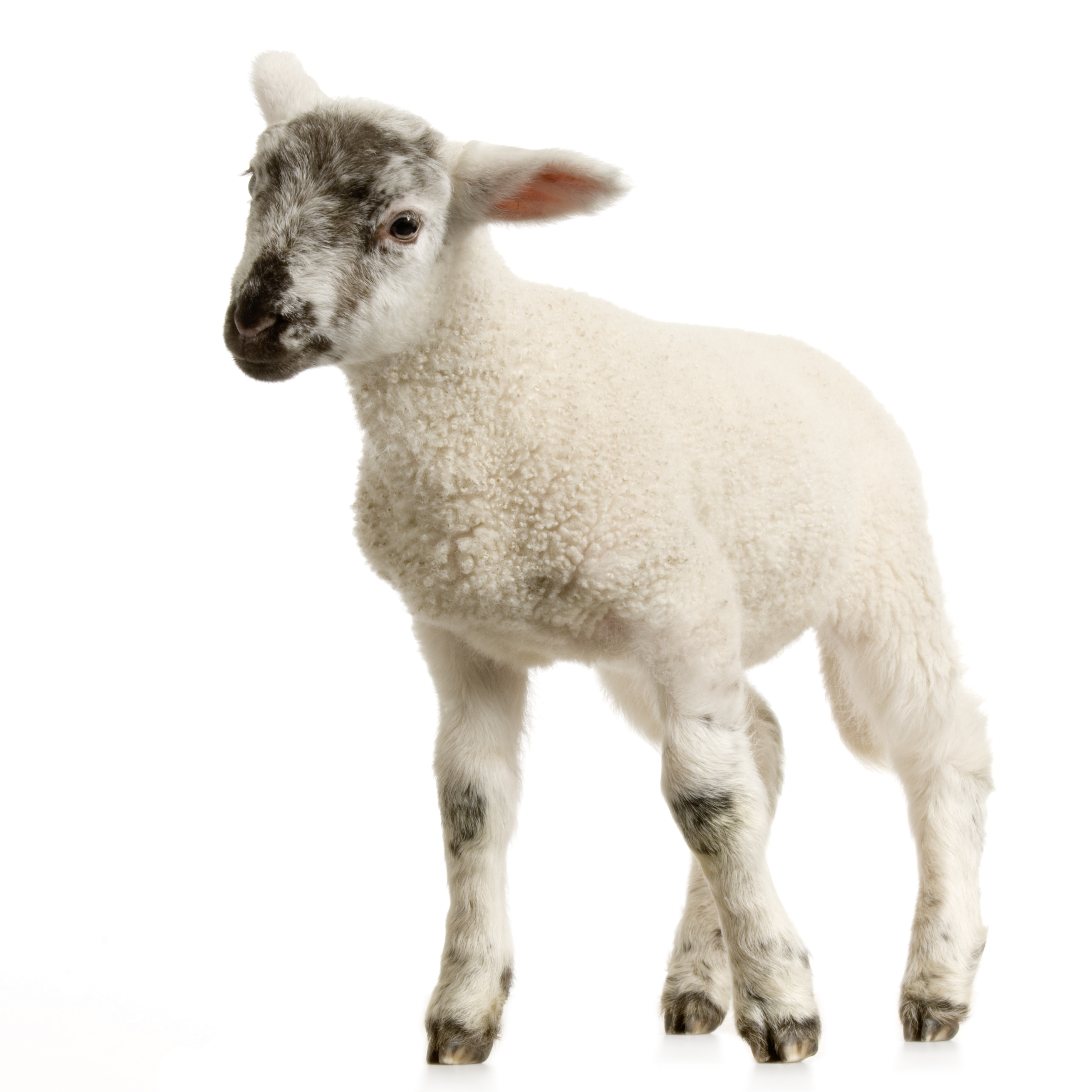 The Taxpayer Funded U201Ceasy Careu201D Lamb Program Is An Outrage That Must Be Stopped. Abandoning Newborns To See If They Can Survive Without Shelter And Minimal Hdpng.com  - Baby Lamb, Transparent background PNG HD thumbnail