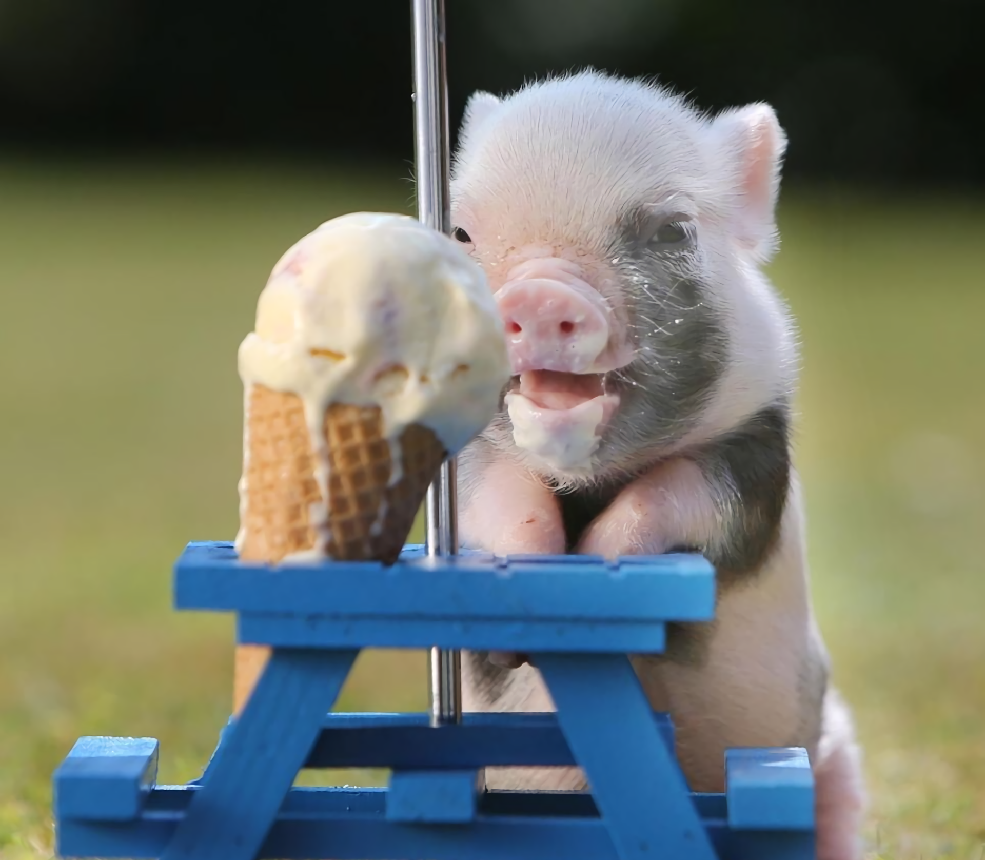 Animal   Pig Ice Cream Baby Animal Cute Wallpaper - Baby Pig, Transparent background PNG HD thumbnail