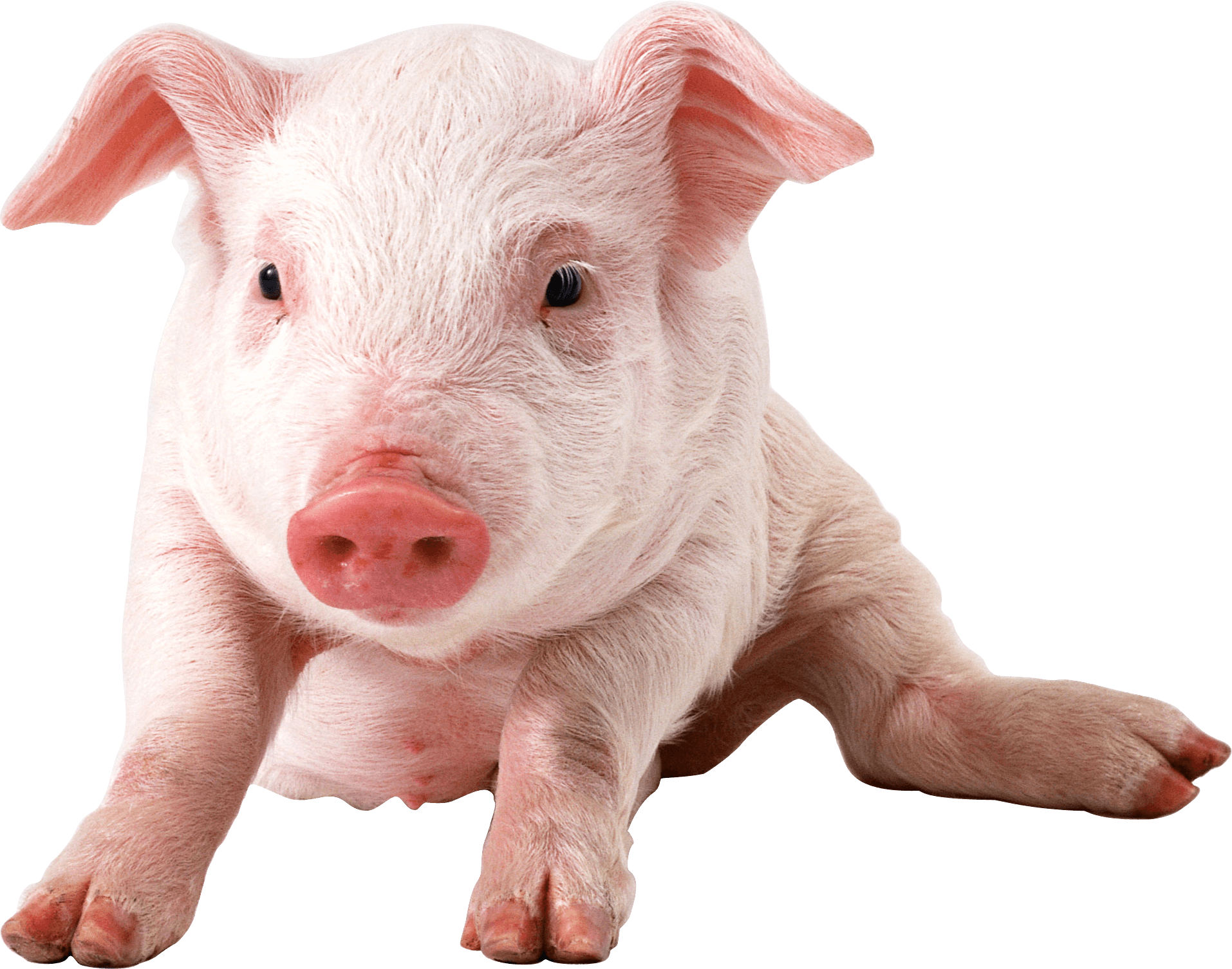 Baby Pig Sitting   Pig Hd Png - Baby Pig, Transparent background PNG HD thumbnail