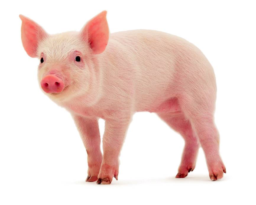 Human Stem Cells Successfully Transplanted, Grown In Pigs - Baby Pig, Transparent background PNG HD thumbnail