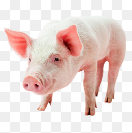 Pig Vector, Pig Vector, Free Pig Buckle Creative, Pigs Hd Photo Png And - Baby Pig, Transparent background PNG HD thumbnail