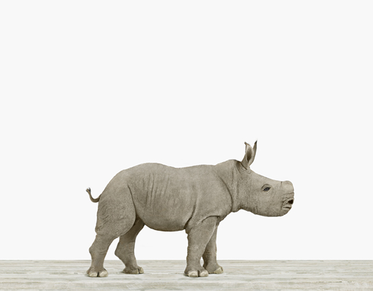 Baby Rhino - Baby Rhino, Transparent background PNG HD thumbnail