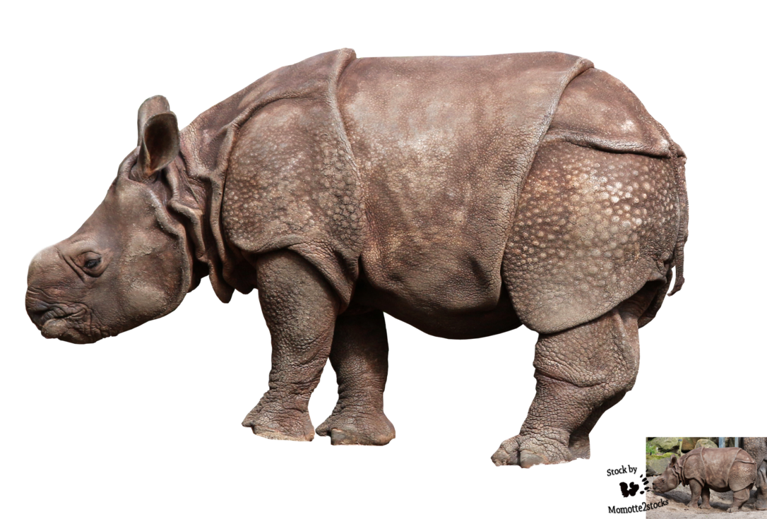 Cut Out Stock Png 87   Baby Rhinoceros By Momotte2Stocks - Baby Rhino, Transparent background PNG HD thumbnail