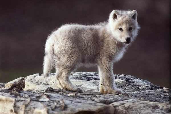 Once Inhabiting Much Of North America, The Gray Wolf Was So Heavily Hunted That Its Hdpng.com  - Baby Wolf, Transparent background PNG HD thumbnail