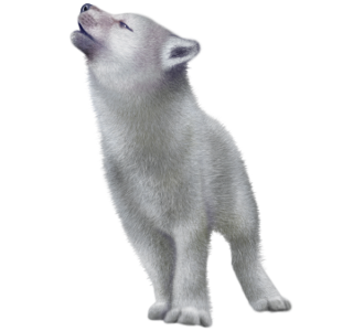 Please Vote For My Wolf Hdpng.com  - Baby Wolf, Transparent background PNG HD thumbnail