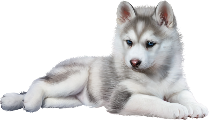 Share This Image - Baby Wolf, Transparent background PNG HD thumbnail