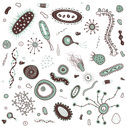 Bacteria Png Images - Bacteria, Transparent background PNG HD thumbnail