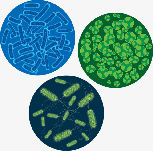 Fig Bacteria, Bacterial, Virus Infection, Bacterial Cells Png Image And Clipart - Bacteria, Transparent background PNG HD thumbnail