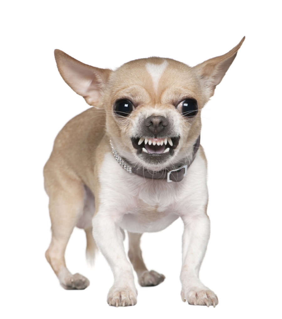 A Dog That Growls Is Not A Bad Dog - Bad Dog, Transparent background PNG HD thumbnail
