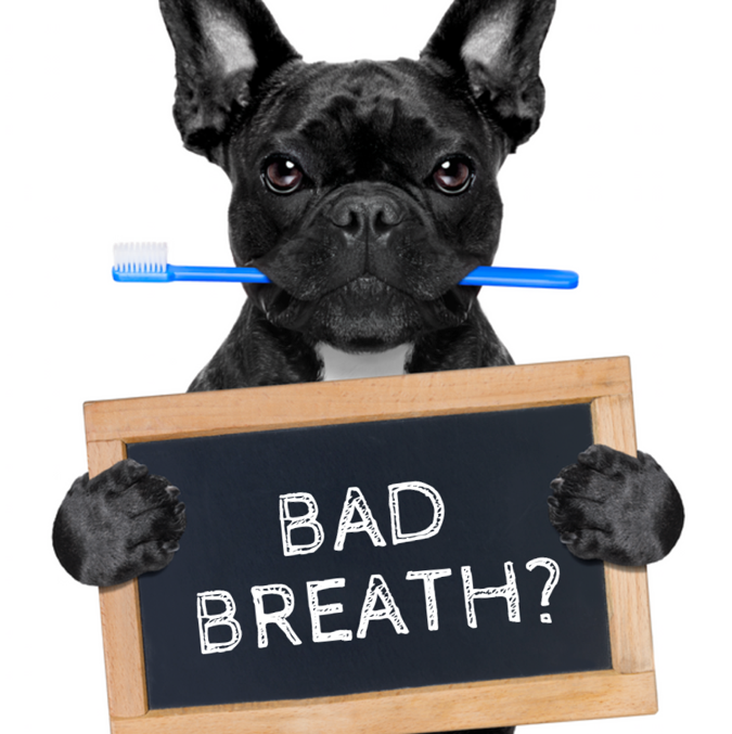 Bad Breath Dog - Bad Dog, Transparent background PNG HD thumbnail