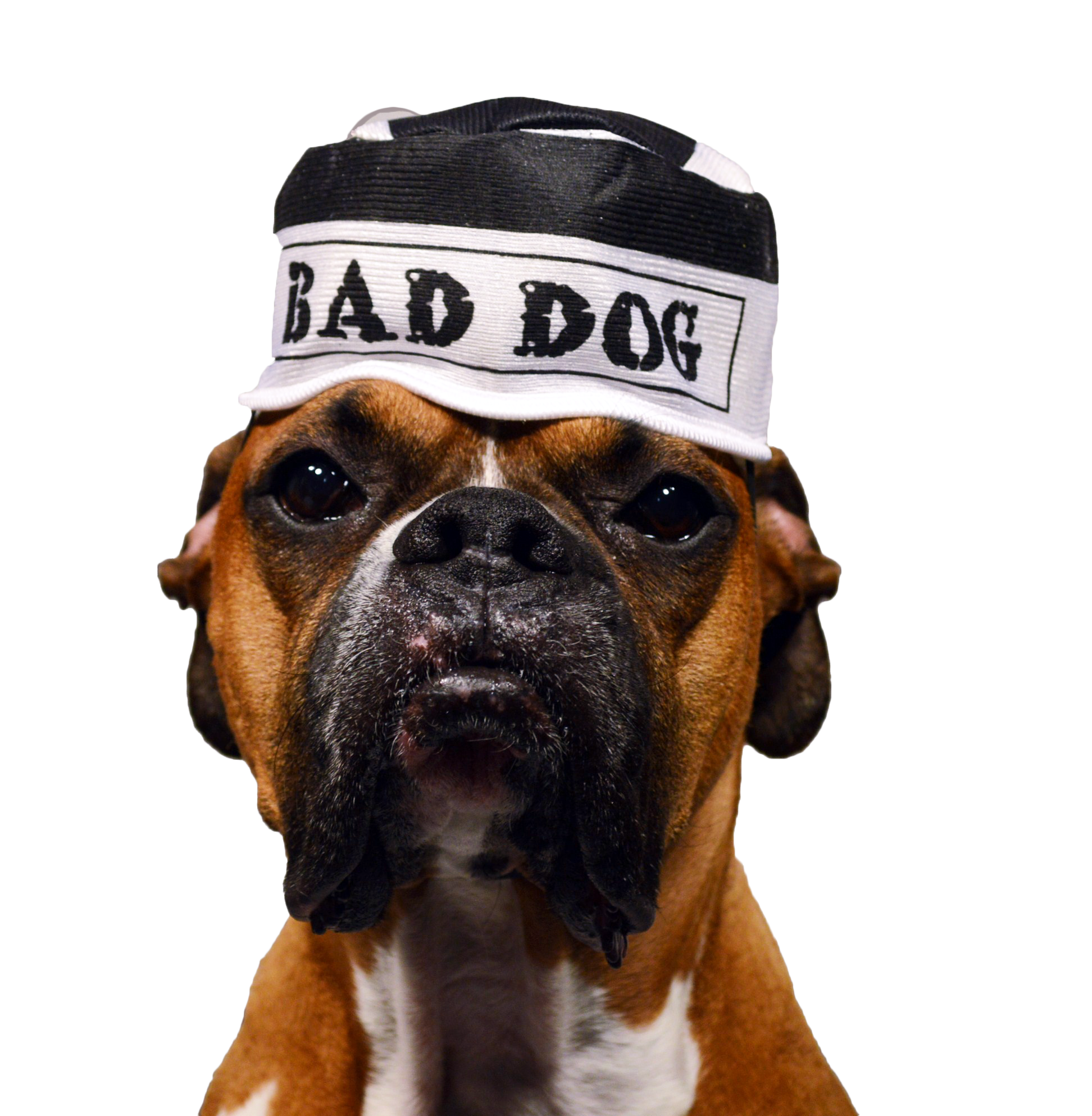 Bad Dog PNG-PlusPNG.com-516
