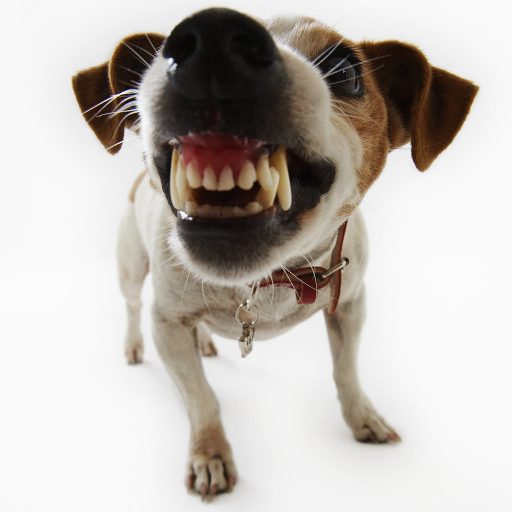Jack Russell Terrier Snarling - Bad Dog, Transparent background PNG HD thumbnail