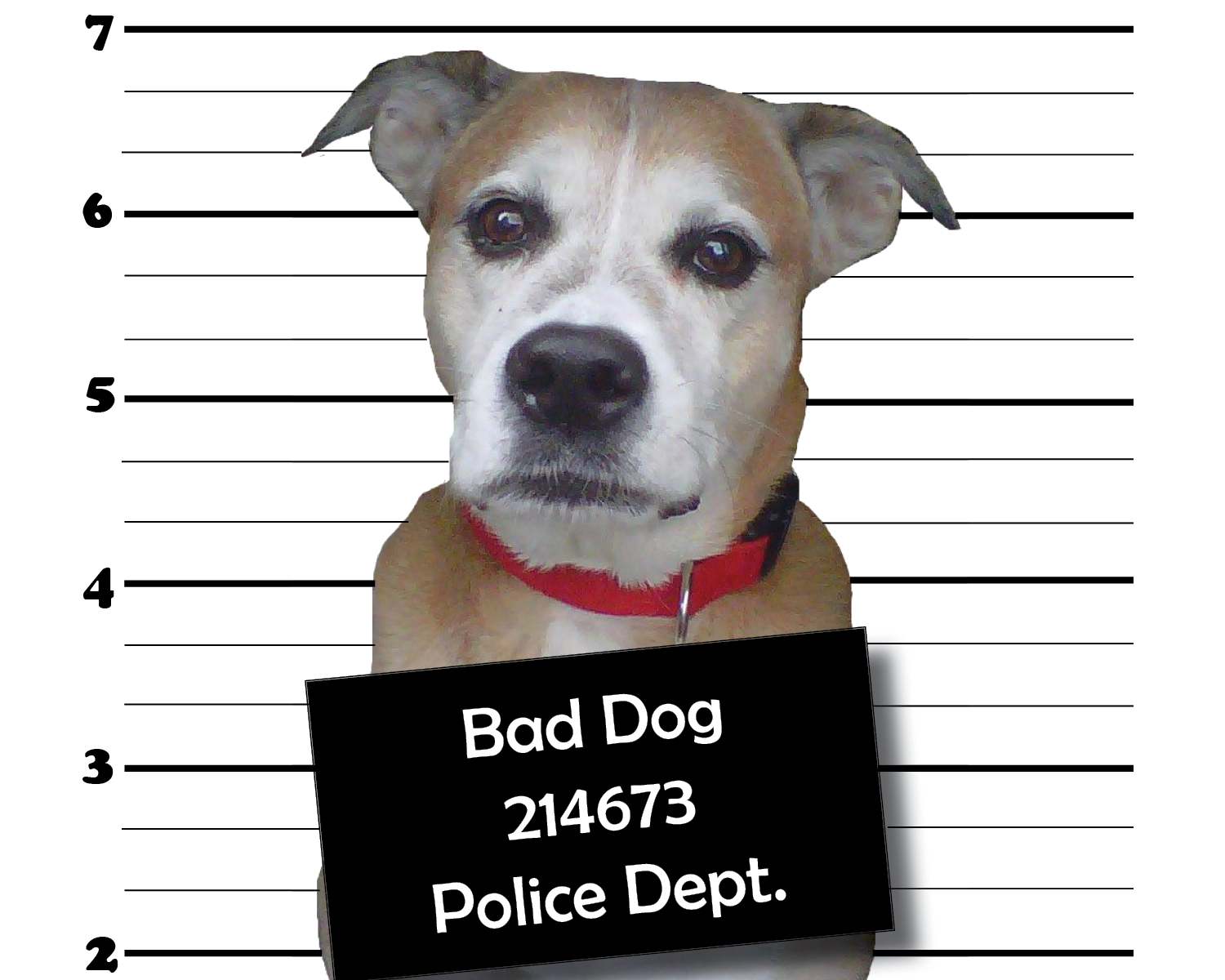 With All The Concerns In Modern Life, We Expend Immense Amounts Of Energy On So Many Daily Activities, Work, Relationships And Hobbies. - Bad Dog, Transparent background PNG HD thumbnail