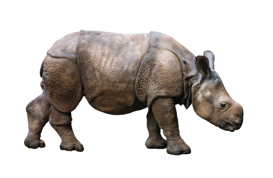 Animal, Wild Animal, Rhino, Young Rhino - Badak, Transparent background PNG HD thumbnail