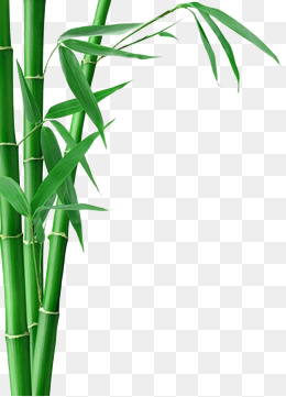 Bamboo Bamboo. Png - Bamboo, Transparent background PNG HD thumbnail