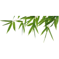 Bamboo Free Png Image Png Image - Bamboo, Transparent background PNG HD thumbnail
