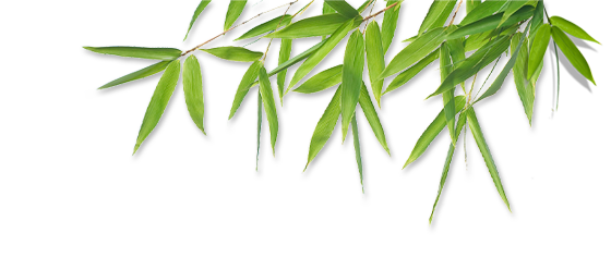 Bamboo Leaves Png - Bamboo, Transparent background PNG HD thumbnail