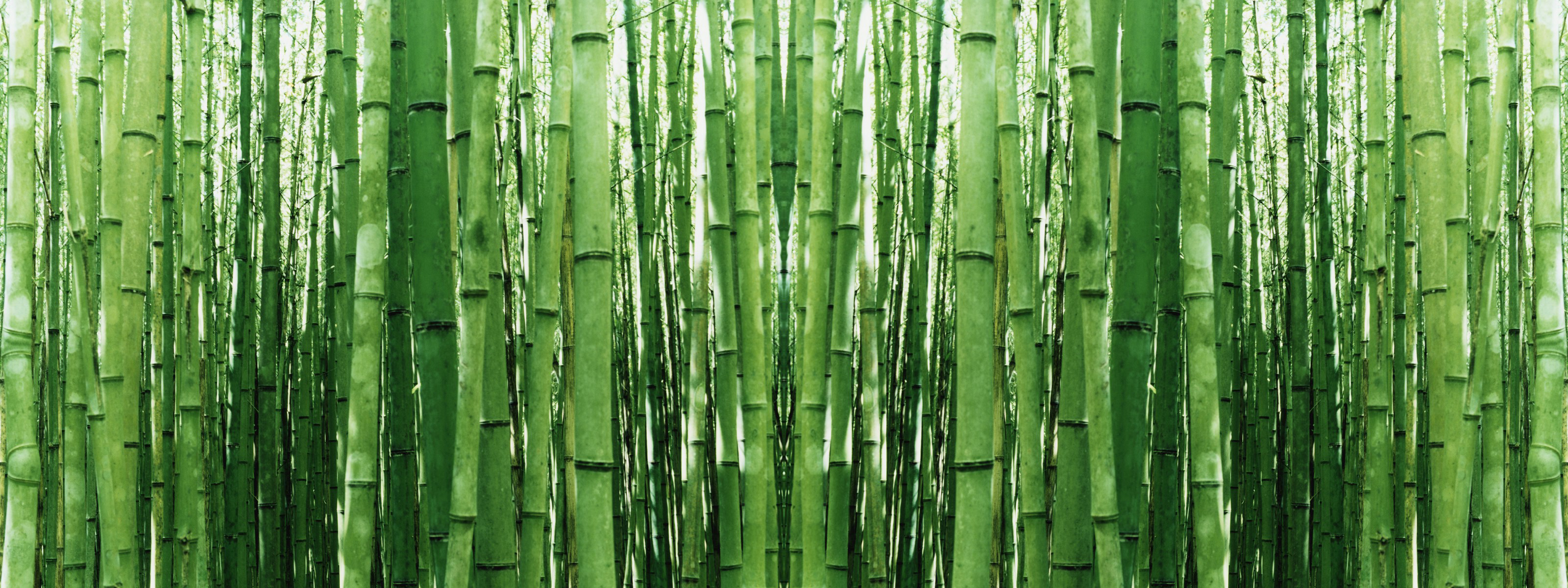 Bamboo #1 - Bamboo, Transparent background PNG HD thumbnail