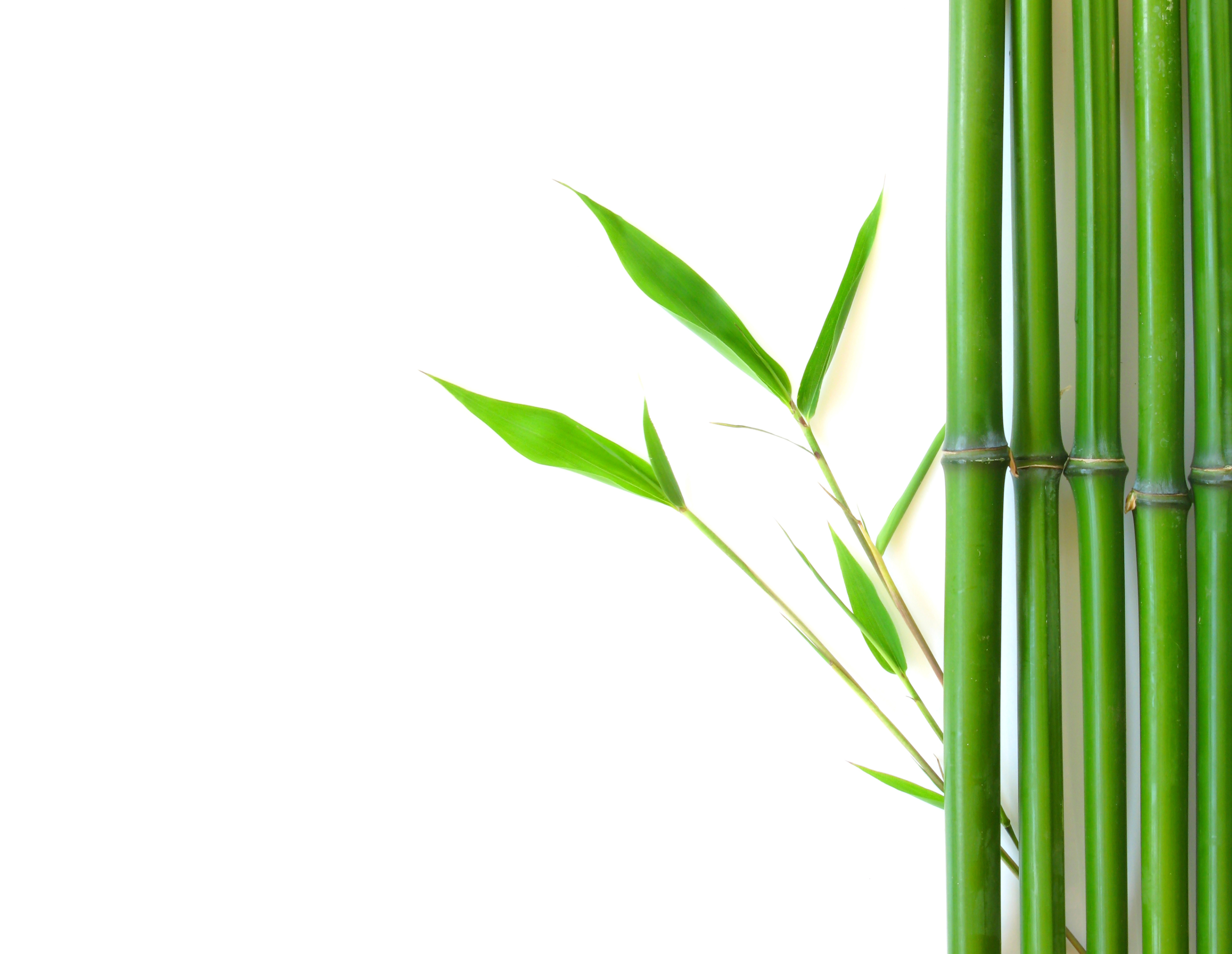 Bamboo Png File PNG Image