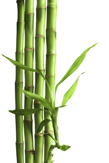Bamboo Png Image #40489   Bamboo Png - Bamboo, Transparent background PNG HD thumbnail