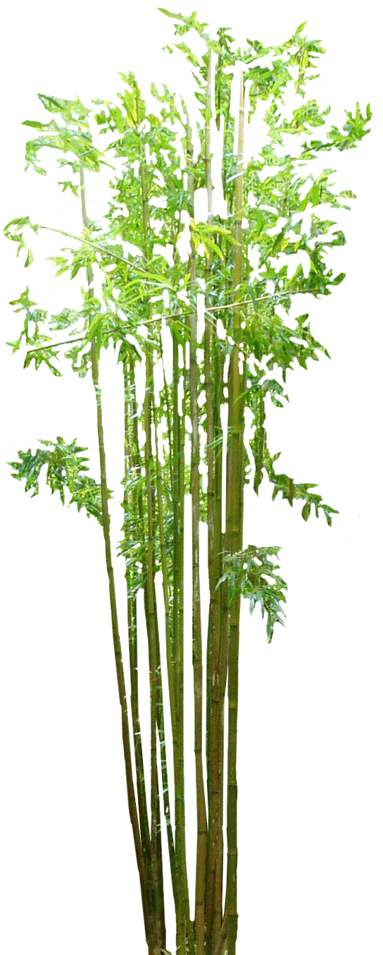 Bamboo, Plant, Wellness, Digi