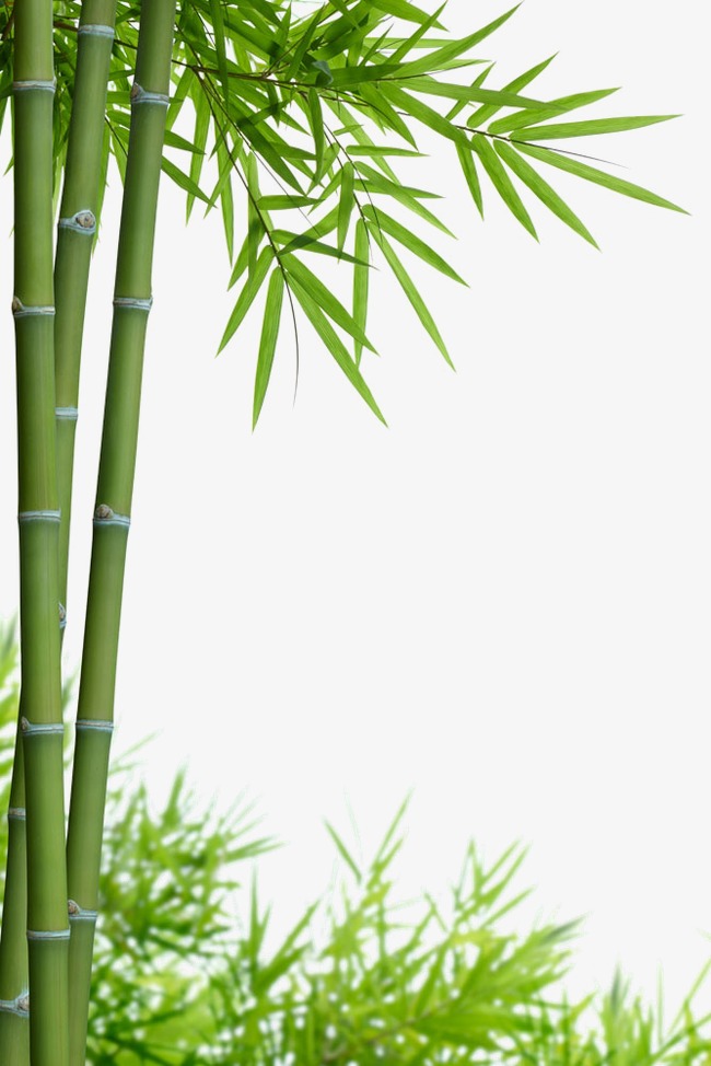 Bamboo #1
