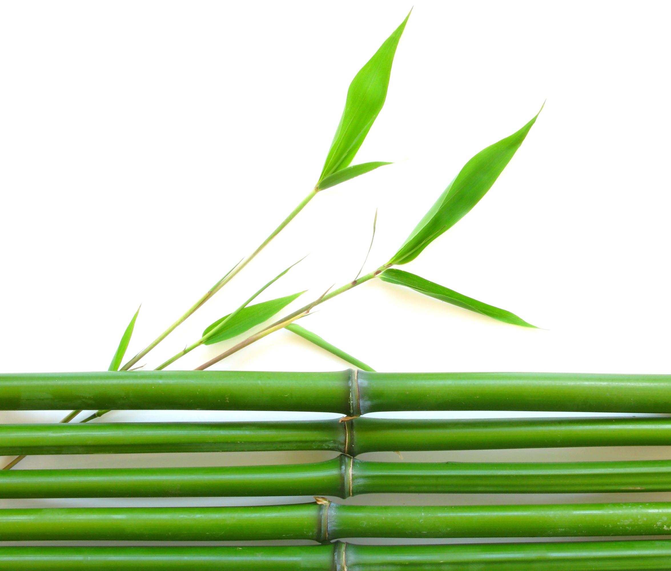Bamboo Png Picture PNG Image