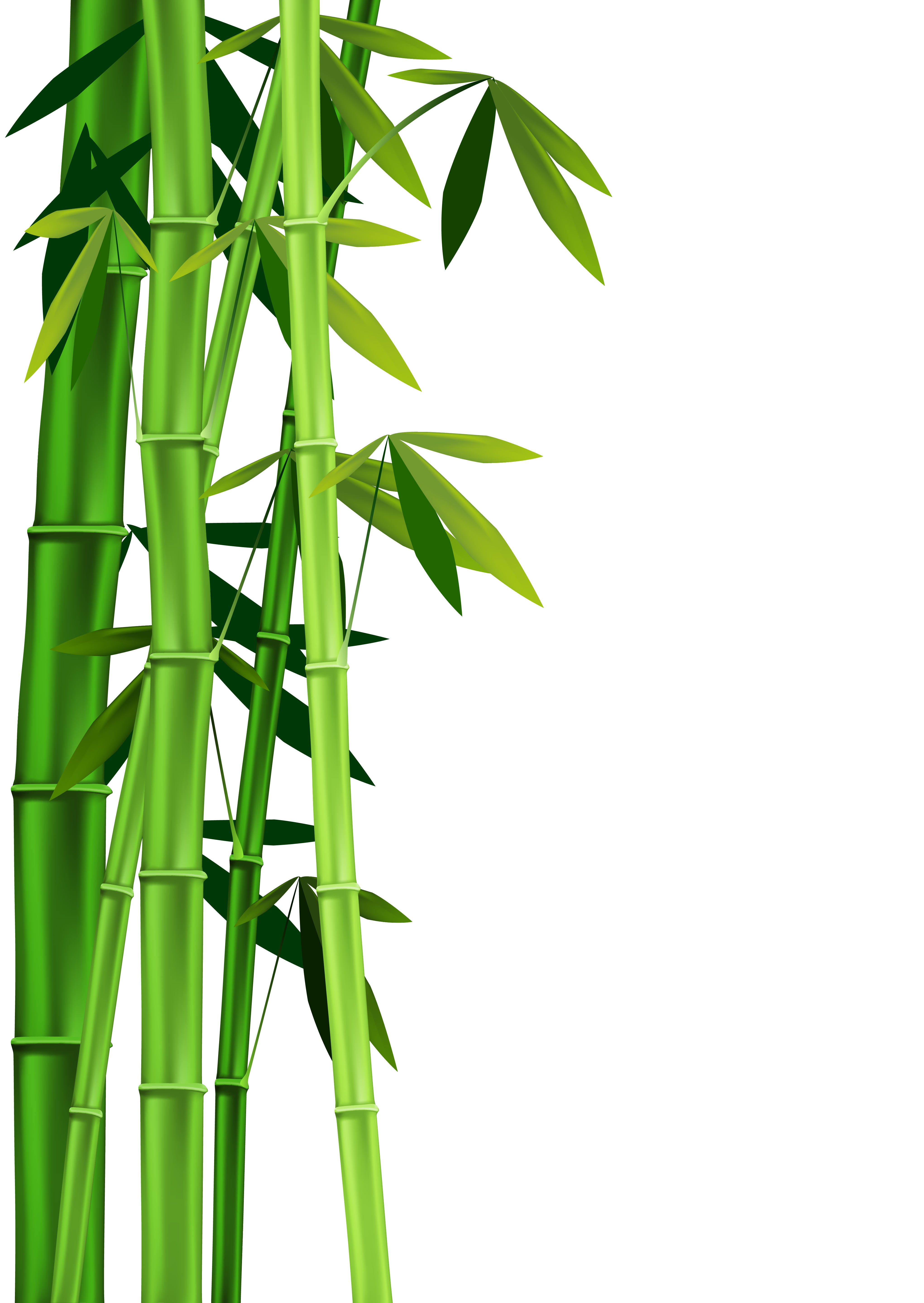 Bamboo Png image #40489 - Bam