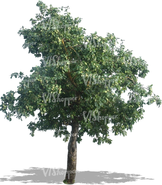 Cut Out Apple Tree With Apples - Bare Apple Tree, Transparent background PNG HD thumbnail