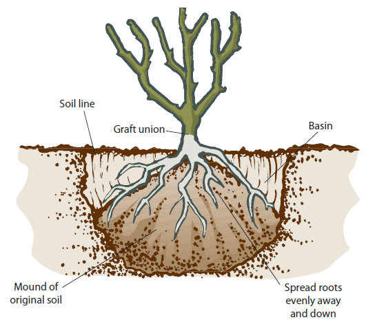 How_To_Plant_A_Tree_Bare_Root_Apple_Tree_Rocky_Mountain. Planting A Bare Root Apple Tree. - Bare Apple Tree, Transparent background PNG HD thumbnail