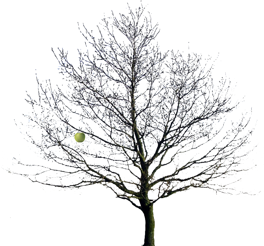 Image - Bare Apple Tree, Transparent background PNG HD thumbnail