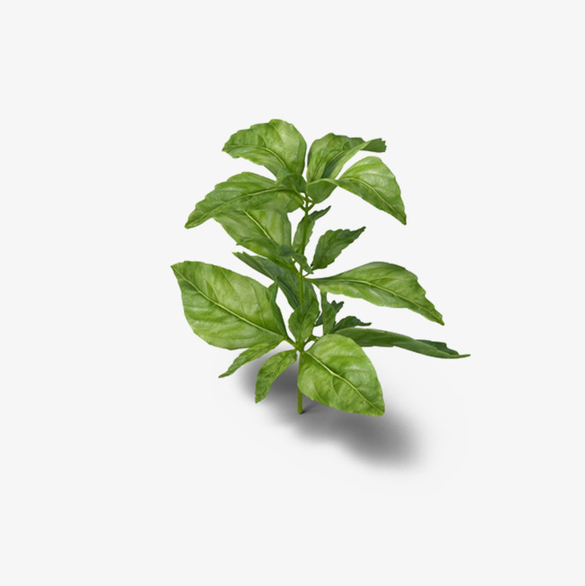 Basil Herb, Basil, Green, Plant Png Image And Clipart - Basil Leaf, Transparent background PNG HD thumbnail