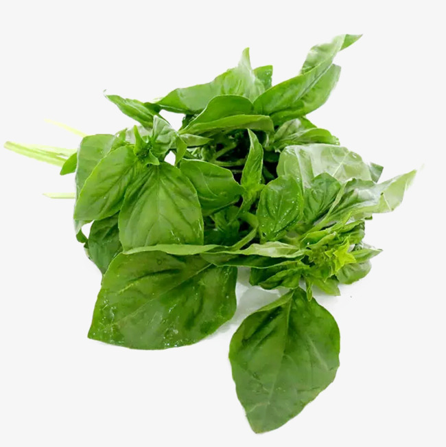 Basil Leaf Material, Green, Vegetables, Western Garnish Png Image And Clipart - Basil Leaf, Transparent background PNG HD thumbnail