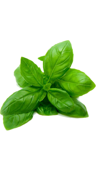 Basil Leaf Seed - Basil Leaf, Transparent background PNG HD thumbnail